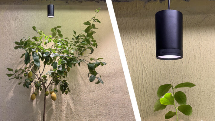 Plantlight_3 - LedStore A black FOKUS grow light above the lemon tree.