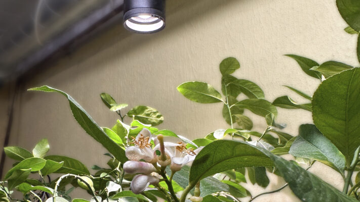 Plantlight_4 - LedStore A blooming lemon tree under the FOKUS grow light.