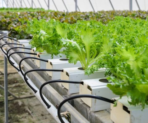 Hydroponics farming