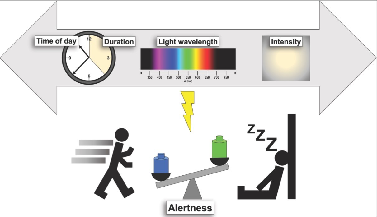 The effect of light on alertness and sleepiness