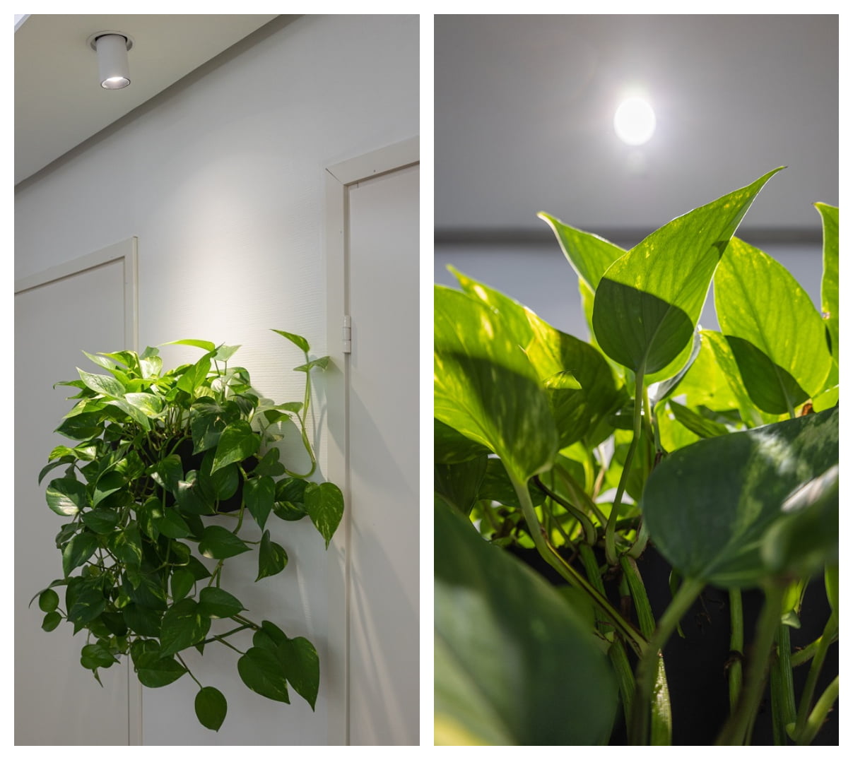 led garden lighting