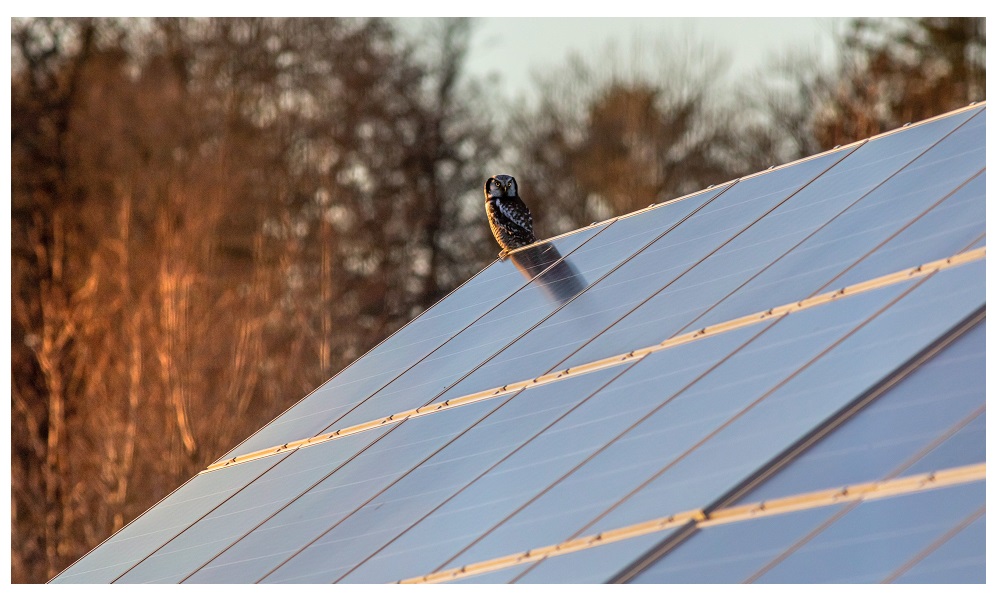 Solar panels on the roof. Photo: Pexels